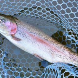 ユスリカ大量ハッチ ～岡崎トラウトポンド～